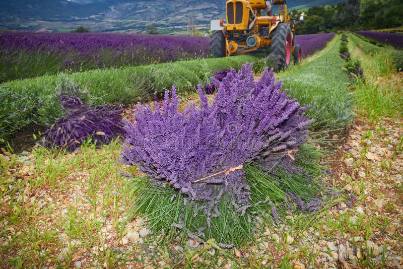 Trattore che raccoglie campo di lavanda, Francia immagine stock libera da diritti Trattore che raccoglie campo di lavanda, Francia immagine stock libera da diritti