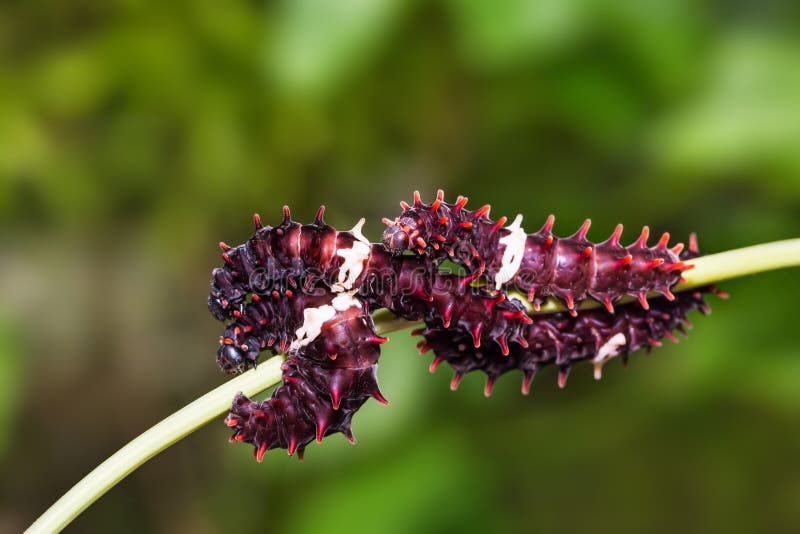 Trattori a cingoli comuni di aristolochiae di Rose Pachliopta immagine stock libera da diritti Trattori a cingoli comuni di aristolochiae di Rose Pachliopta immagine stock libera da diritti