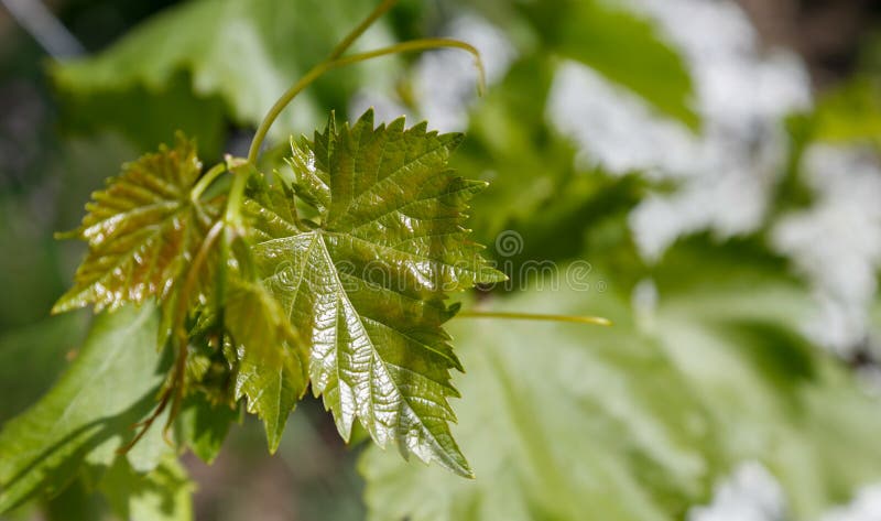 Trauben verlässt im Sonnenlicht Hintergrund stockfotografie