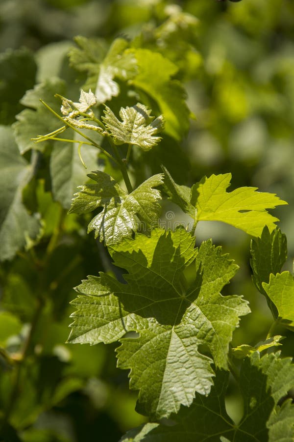 Traubenblätter in einem Weinberg stockfoto