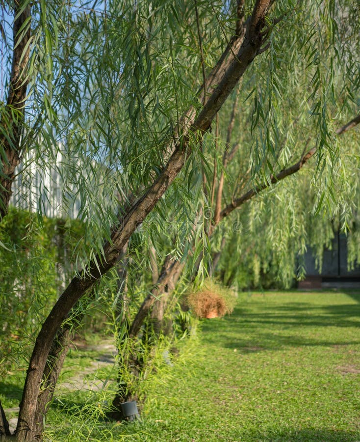 Weide im Garten stockbild. Bild von japan, blatt, garten