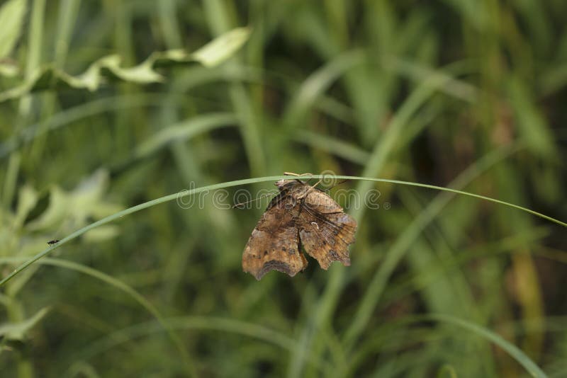 Traumschmetterling stockbilder Traumschmetterling stockbilder