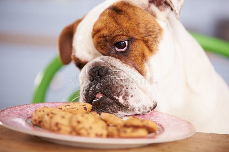 Sad Looking British Bulldog Tempted By Plate Of Cookies. Sad Looking British Bulldog Tempted By Plate Of Cookies