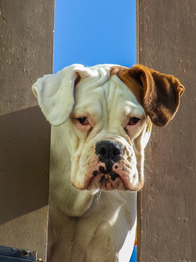 Trauriger BoxerHund stockfoto. Bild von durch, traurig 109093972