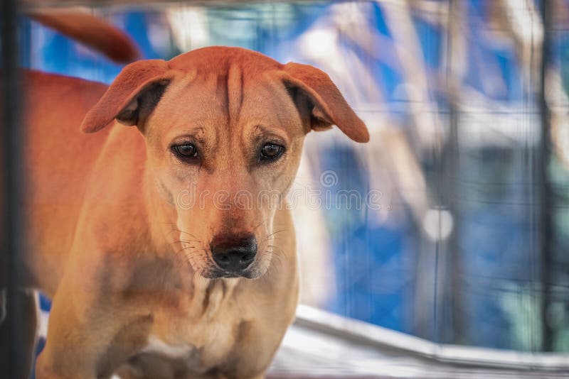 Alter trauriger Hund stockbild. Bild von ausdruck, augen 51006089