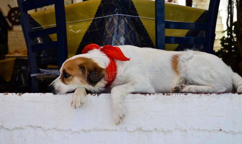 Frau Mit Dem Hund, Der Kaffeepause Hat Stockfoto Bild von liebhaberei