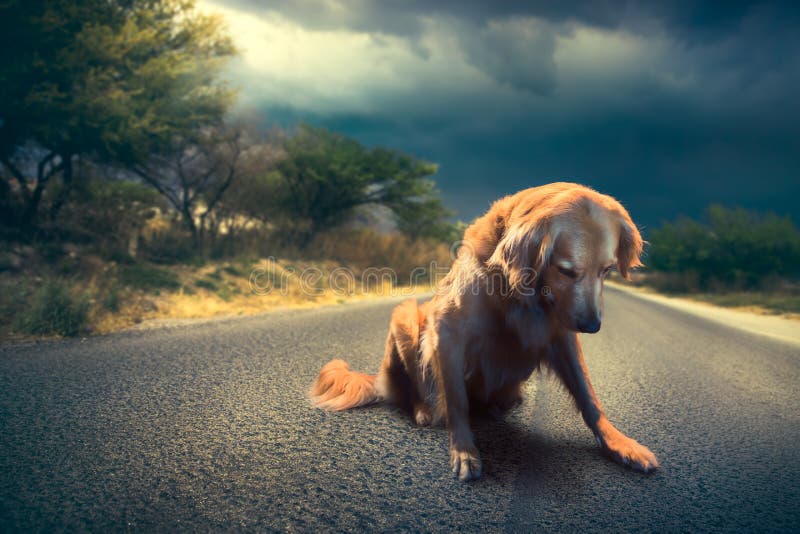 Trauriger, verlassener Hund mitten in dem Straßen/high-Kontrast imag