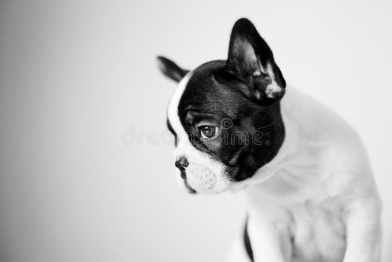 Trauriger Welpe der französischen Bulldogge lizenzfreie stockfotografie Trauriger Welpe der französischen Bulldogge lizenzfreie stockfotografie
