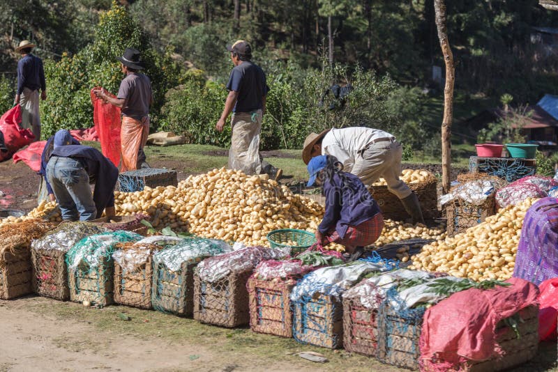 Travailleurs emballant et déplaçant des pommes de terre au Guatemala rural, central photo libre de droits Travailleurs emballant et déplaçant des pommes de terre au Guatemala rural, central photo libre de droits