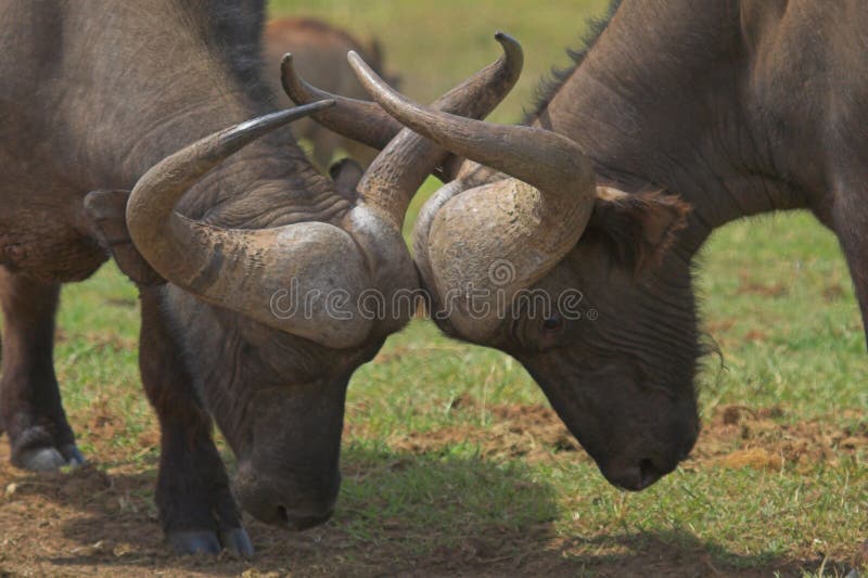 Two Cape Buffalo locking horns to establish dominance. Two Cape Buffalo locking horns to establish dominance