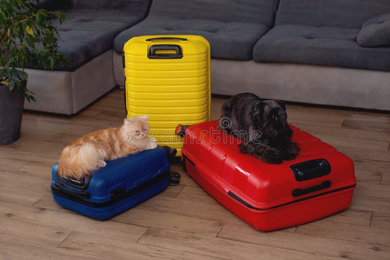 Travel Concept. Dog and Cat Sitting in Suitcase Stock Photo Image of