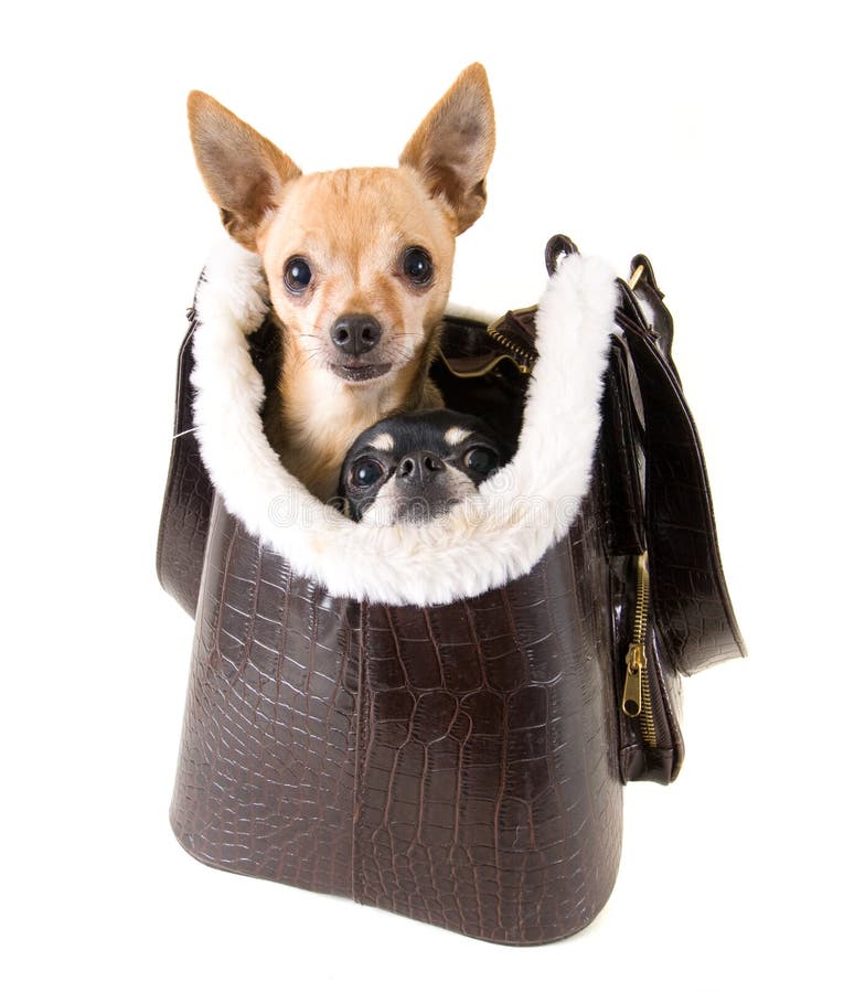 129 Chihuahua In Handbag Stock Photos, High-Res Pictures, and Images -  Getty Images