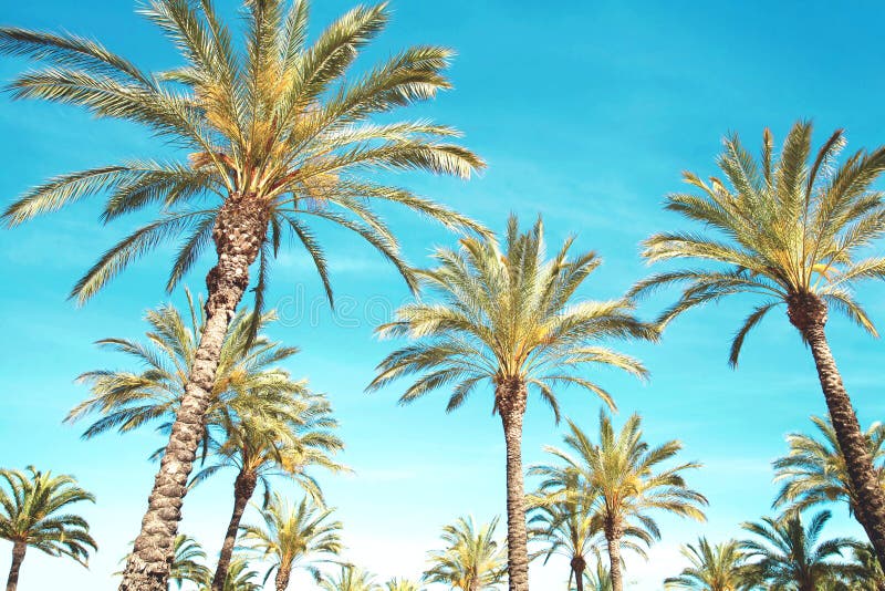 palm trees, blue sky background