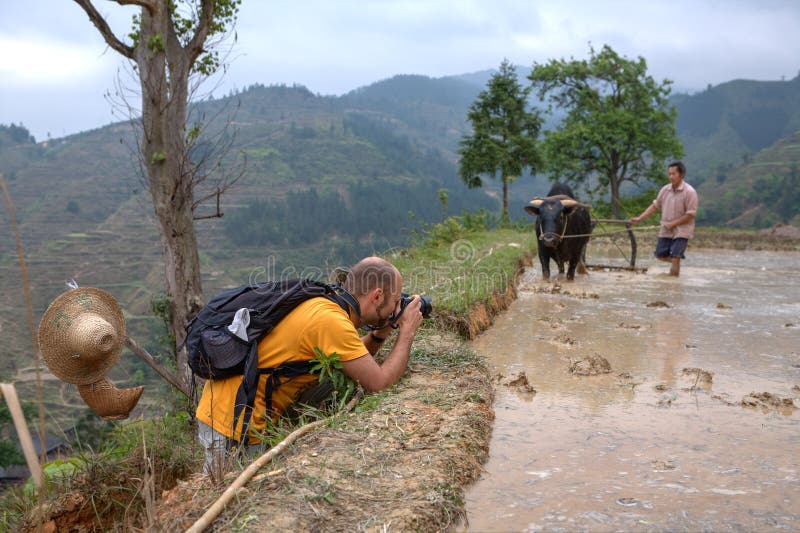 Traveler photographed chinese farmer with buffalo on the rice field. royalty free stock image Traveler photographed chinese farmer with buffalo on the rice field. royalty free stock image