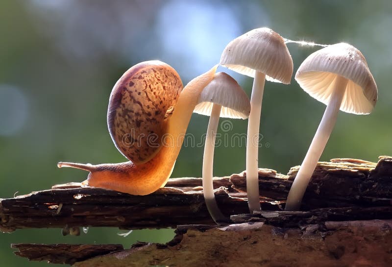 The traveler snail crawls over mushrooms. Macro photography.