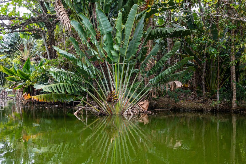 Population of Ravenala madagascariensis called « Ravenala forest ».