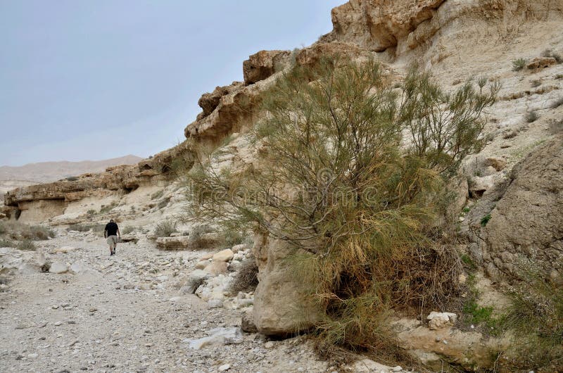 Traveller walking at Wadi Murabba`at canyon ,Judean desert, Israel