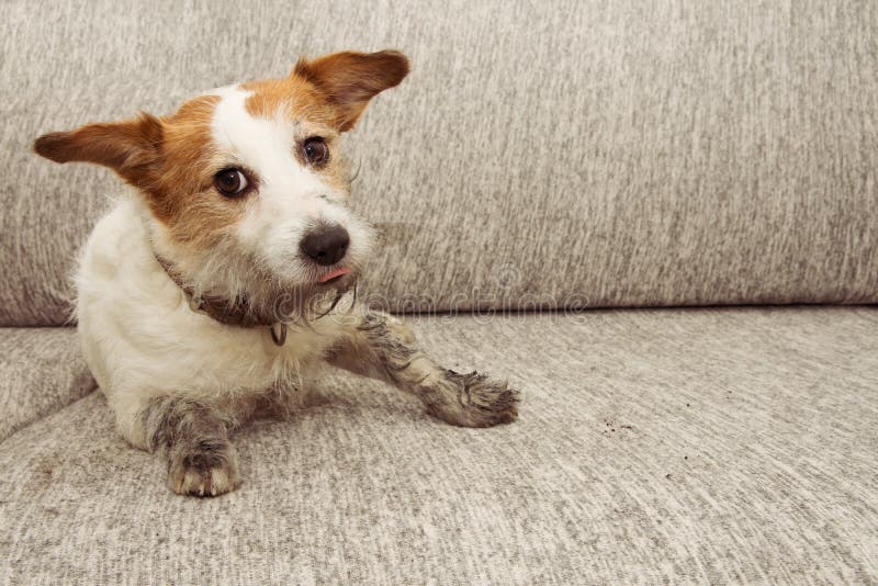 TRAVESURA DIVERTIDA DEL PERRO DEL RETRATO JACK RUSSELL SUCIO QUE JUEGA EN EL SOFÁ CON LAS PATAS FANGOSAS Y LA EXPRESIÓN CULPABLE foto de archivo libre de regalías