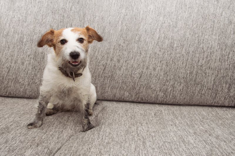 Travesura divertida del perro del retrato Jack sucio Russell que juega en los muebles del sofá con las patas fangosas y la expres fotos de archivo libres de regalías