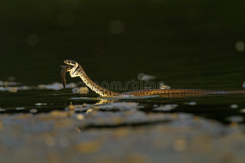 Trawiasty wąż jedzący rybę w płytkim stawie
