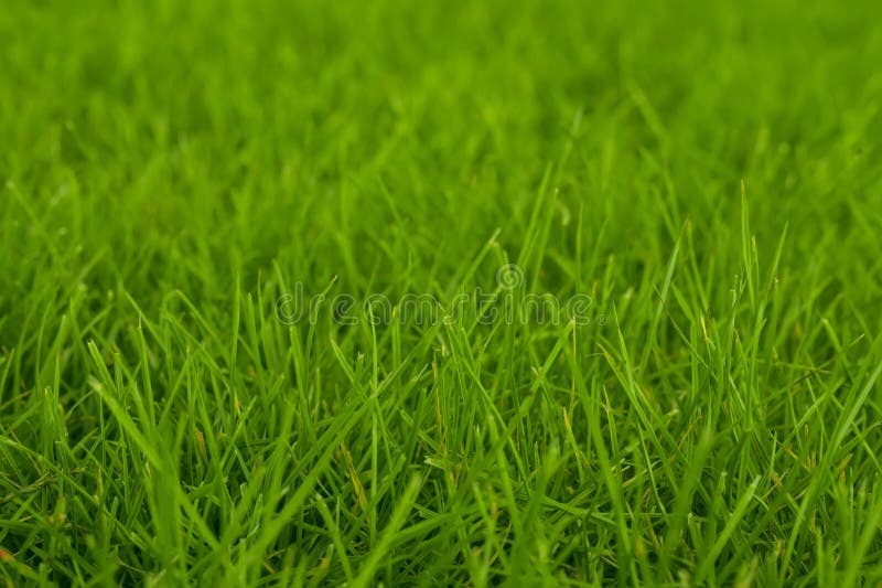 Trawy t? a? wie? ej green Zbli? enie ostro? ci mi? kka tekstura obrazy stock