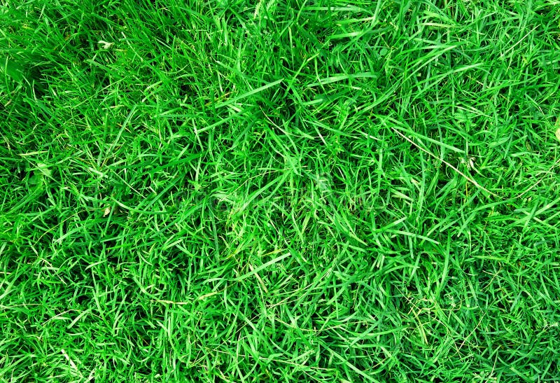 Trawy tła green