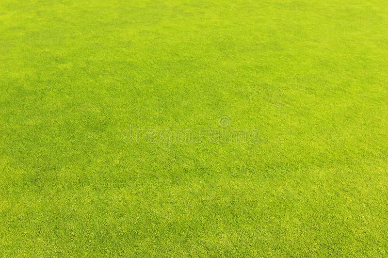 Trawy śródpolna golfowa zieleń obrazy royalty free