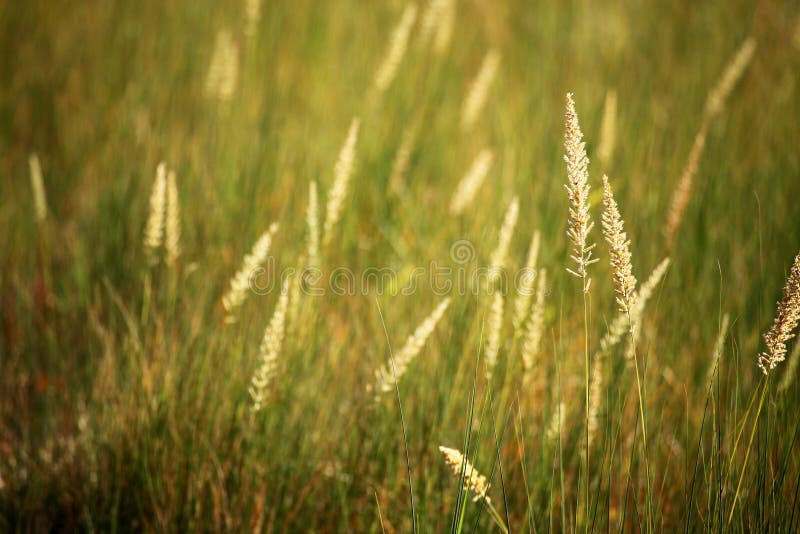 Grass in the afternoon sunlight. Grass in the afternoon sunlight