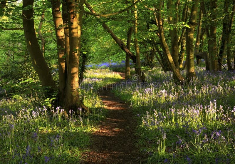 Path with Sun light casting shadows through Bluebell woods, Badby Woods Northamptonshire, England. Hyacinthoides non-scripta Endymion non-scriptus Scilla non-scripta. Path with Sun light casting shadows through Bluebell woods, Badby Woods Northamptonshire, England. Hyacinthoides non-scripta Endymion non-scriptus Scilla non-scripta