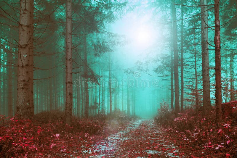 Trayectoria de bosque de niebla coloreada fantasía foto de archivo Trayectoria de bosque de niebla coloreada fantasía foto de archivo
