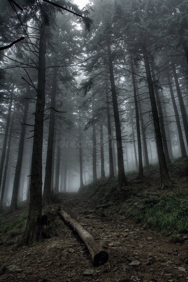 Trayectoria Oscura En Bosque Nebuloso Imagen de archivo Imagen de