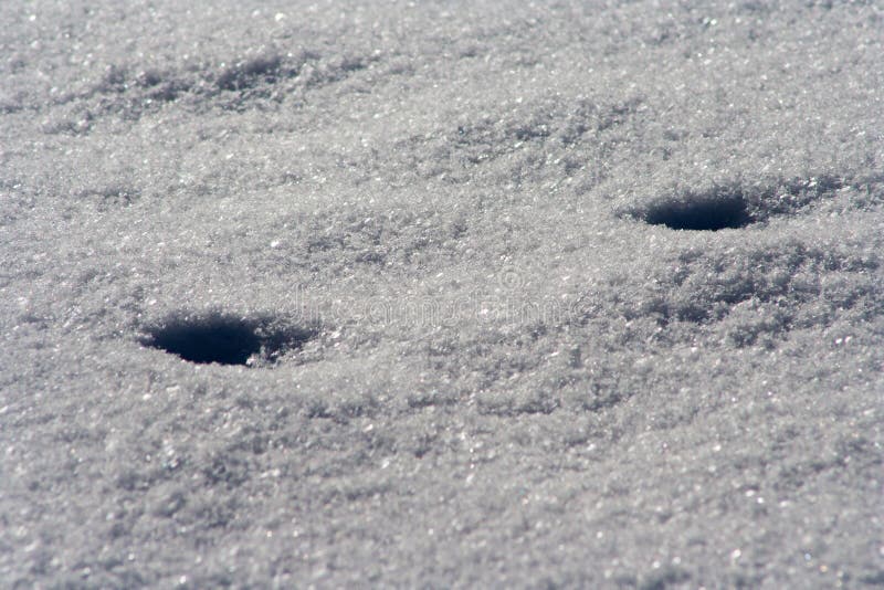 Traços de animais na neve Cervos, alces, lobo, raposa, cão, pegadas das patas do gato na floresta fotos de stock Traços de animais na neve Cervos, alces, lobo, raposa, cão, pegadas das patas do gato na floresta fotos de stock