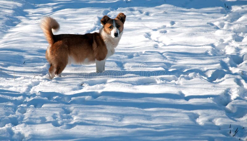 Traços do cão na neve fotografia de stock Traços do cão na neve fotografia de stock