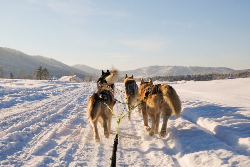 Traîneau de chien enroué Chien sledding enroué mignon Concurrence enrouée sibérienne de course de chien de traîneau Vue du traîne photo libre de droits Traîneau de chien enroué Chien sledding enroué mignon Concurrence enrouée sibérienne de course de chien de traîneau Vue du traîne photo libre de droits