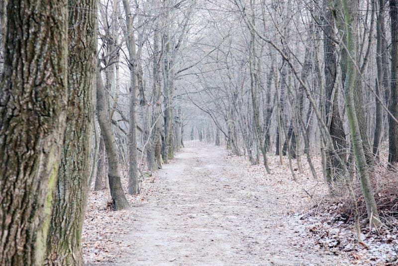 Traînée de forêt à l'hiver image libre de droits Traînée de forêt à l'hiver image libre de droits