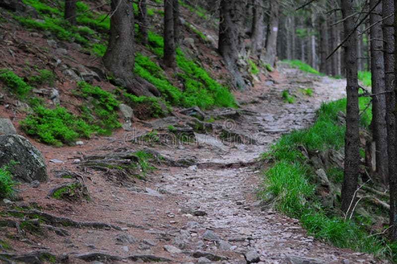 Traînée de montagne rocheuse par la forêt images libres de droits Traînée de montagne rocheuse par la forêt images libres de droits