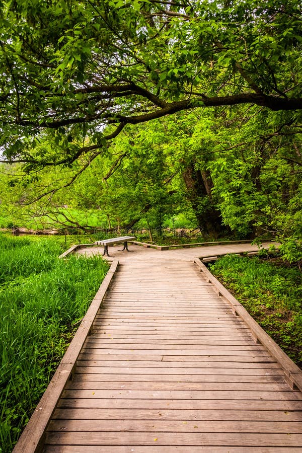 Traînée de promenade par la forêt au parc de forêt vierge photographie stock Traînée de promenade par la forêt au parc de forêt vierge photographie stock