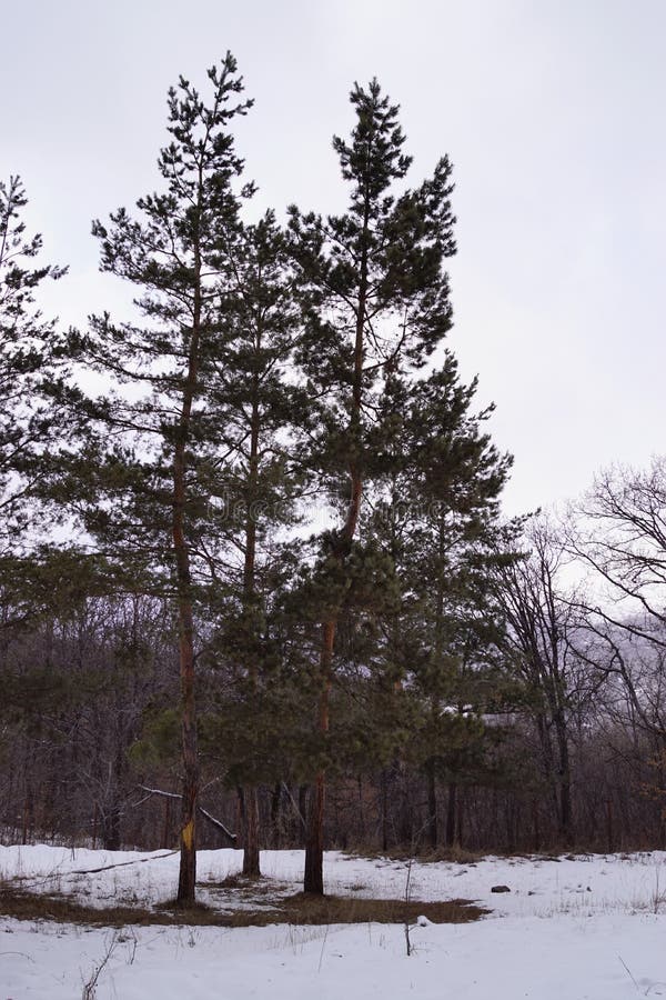 Tre alberi tre sorelle tre sorelle in Oak Grove immagini stock libere da diritti Tre alberi tre sorelle tre sorelle in Oak Grove immagini stock libere da diritti