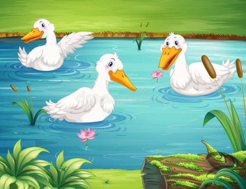 Tre anatre che nuotano nello stagno illustrazione vettoriale Tre anatre che nuotano nello stagno illustrazione vettoriale