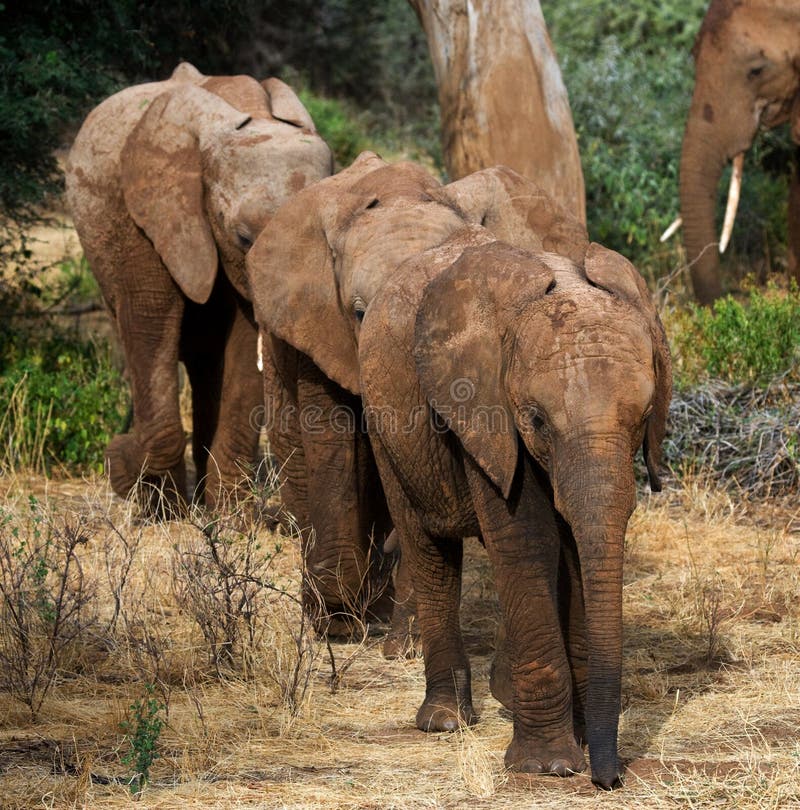 Three baby elephants are going to each other. Africa. Kenya. Tanzania. Serengeti. Maasai Mara. An excellent illustration. Three baby elephants are going to each other. Africa. Kenya. Tanzania. Serengeti. Maasai Mara. An excellent illustration.