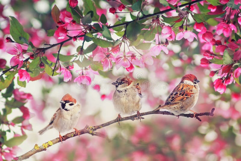 Tre bellissimi passerotti di uccelli seduti tra i rami di Apple che fioriscono di rosa in giardino la domenica fotografia stock libera da diritti Tre bellissimi passerotti di uccelli seduti tra i rami di Apple che fioriscono di rosa in giardino la domenica fotografia stock libera da diritti