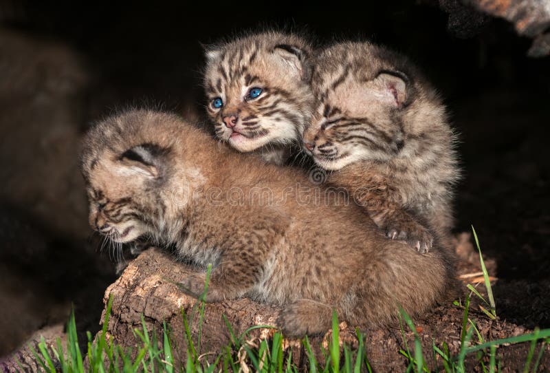 Tre Bobcat Kittens (lodjurrufus) arkivbild Tre Bobcat Kittens (lodjurrufus) arkivbild