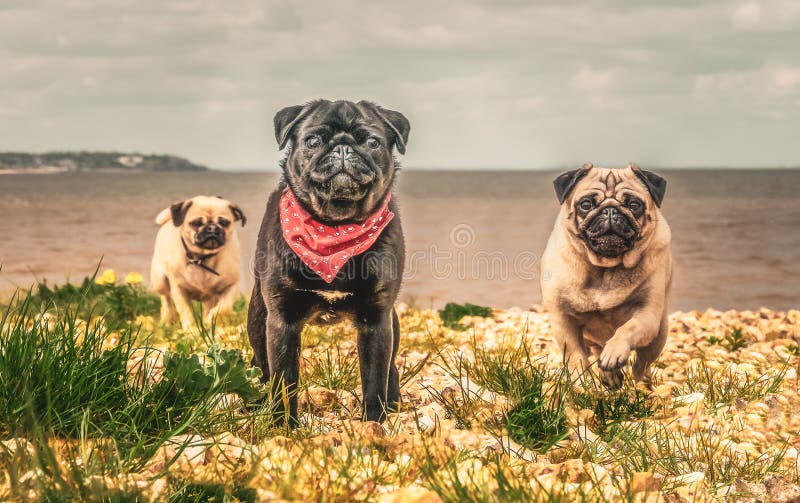 Tre cani del carlino che corrono verso la macchina fotografica a partire dal mare immagini stock libere da diritti Tre cani del carlino che corrono verso la macchina fotografica a partire dal mare immagini stock libere da diritti