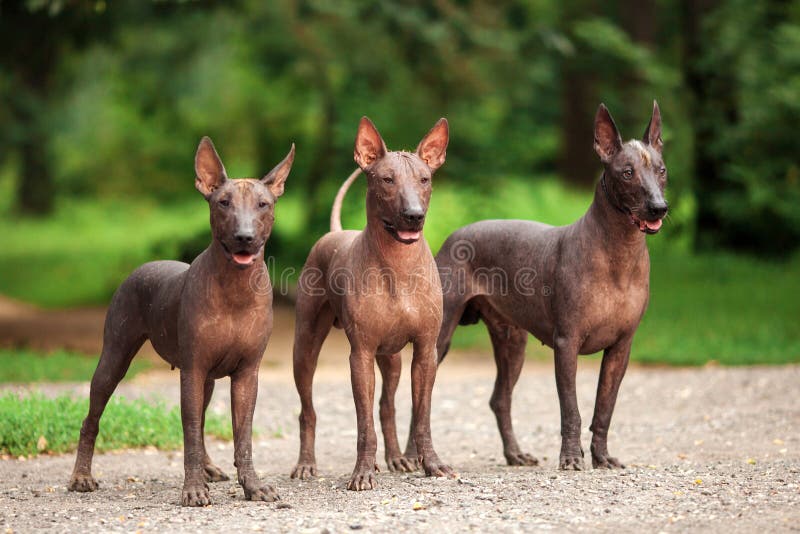 Tre cani di Xoloitzcuintli crescono, cani glabri messicani che stanno all'aperto il giorno di estate fotografia stock libera da diritti Tre cani di Xoloitzcuintli crescono, cani glabri messicani che stanno all'aperto il giorno di estate fotografia stock libera da diritti
