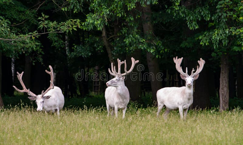 Tre cervi bianchi maestosi nella riserva di caccia, foresta nel backgroung fotografia stock libera da diritti Tre cervi bianchi maestosi nella riserva di caccia, foresta nel backgroung fotografia stock libera da diritti