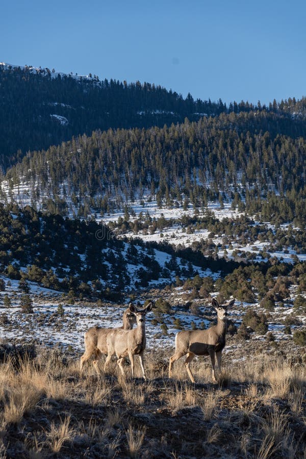 Colorado has extensive mule deer habitat. The state supports some of the largest mule deer numbers in the country. Mule deer populations have fluctuated in size due to a variety of factors. Colorado has extensive mule deer habitat. The state supports some of the largest mule deer numbers in the country. Mule deer populations have fluctuated in size due to a variety of factors.