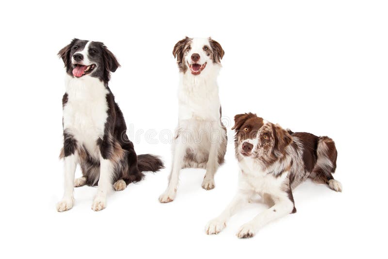 Tre confine Collie Dogs Sitting And Laying immagine stock Tre confine Collie Dogs Sitting And Laying immagine stock