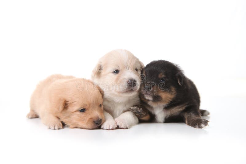 Un Sonno Appena Nato Dei Tre Cuccioli Fotografia Stock - Immagine di ... Newborn Pomeranian