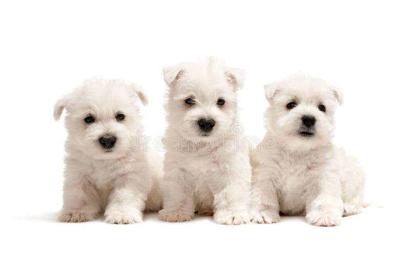 Tre cuccioli del terrier bianco di altopiano ad ovest