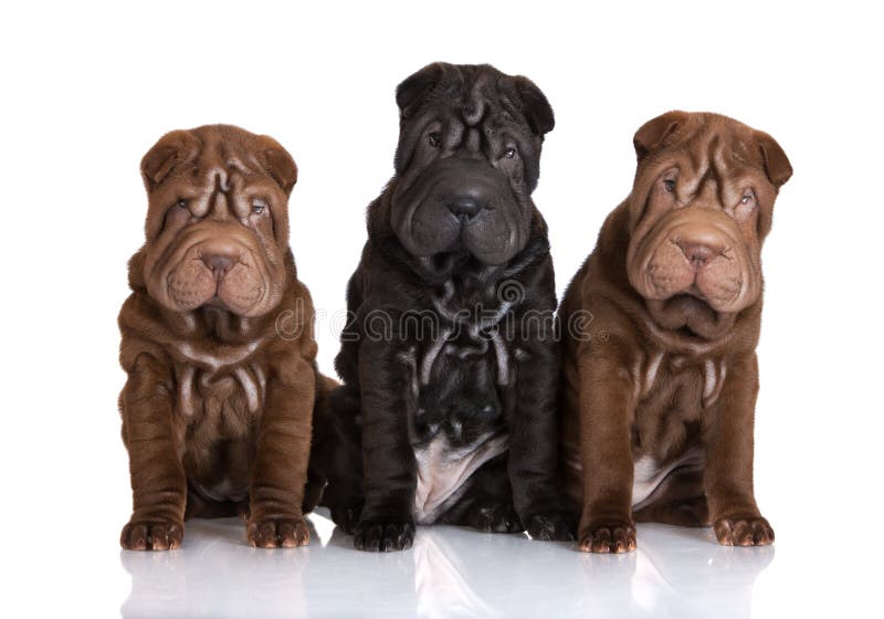 Tre cuccioli shar adorabili di pei fotografia stock libera da diritti Tre cuccioli shar adorabili di pei fotografia stock libera da diritti